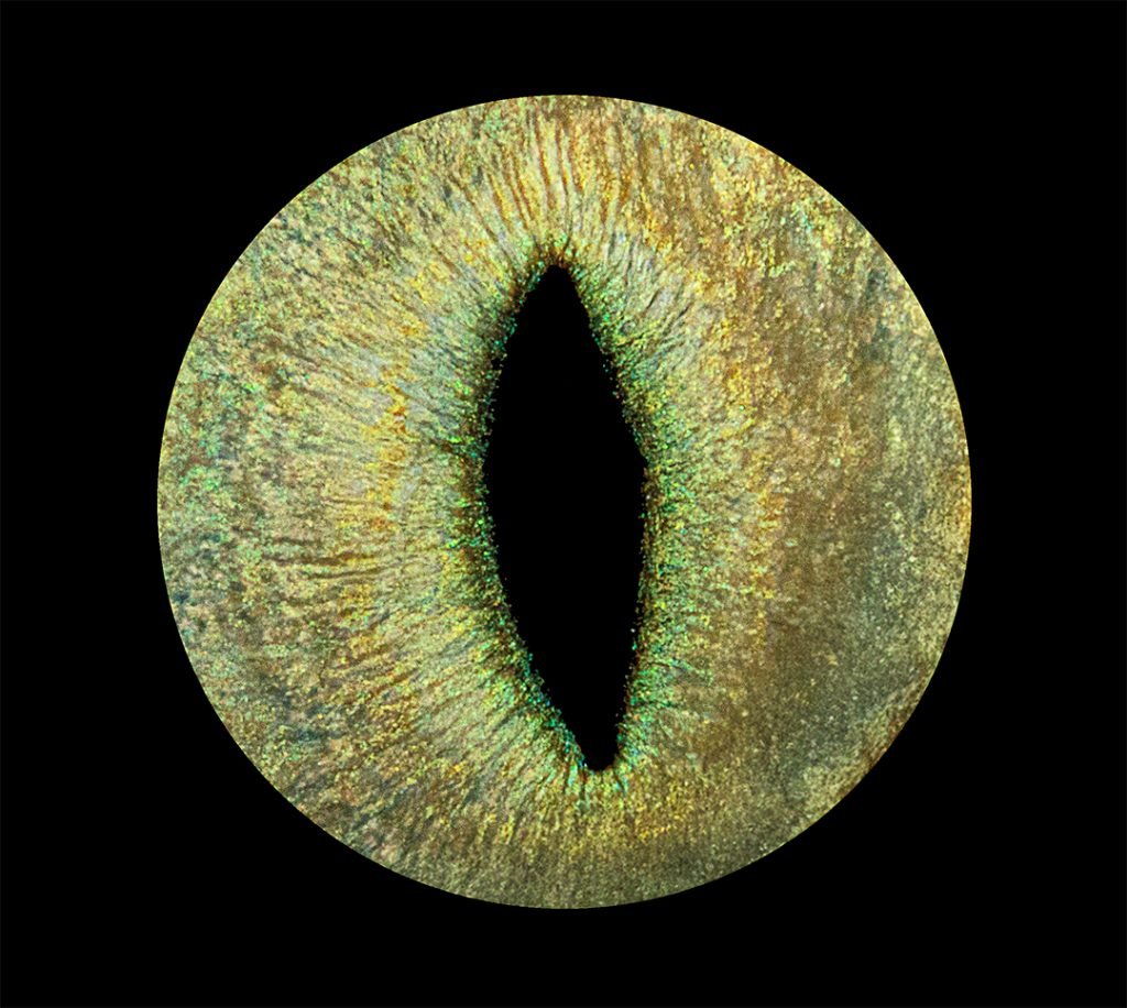 photo d'iris animal - Iris Captures - 7350 Thulin