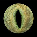 photo d'iris chat Iris Captures - 7350 Thulin